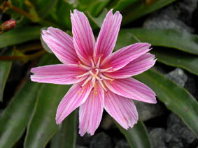 Lewisia longipetala 'Little Plum'